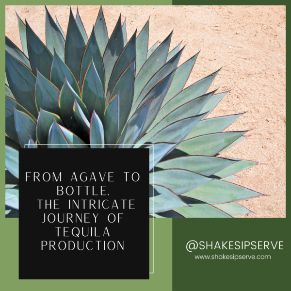 From Agave To Bottle: The Intricate Journey Of Tequila Production